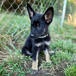 Cinderella - Bi-color female German Shepherd puppy in Winston Salem, North Carolina from Samtastic Shepherds
