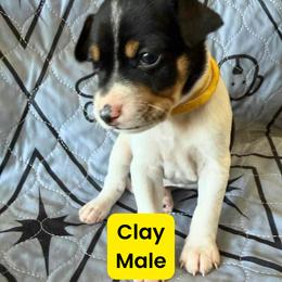Rat Terrier Puppies from The Puppy Patch Rat Terriers