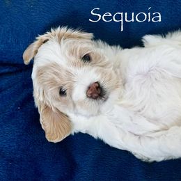 Sequoia - Caramel ice female Australian Labradoodle puppy in Manchaca, Texas from Heartrock Labradoodles