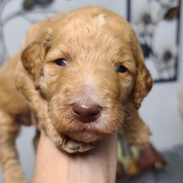 White collar - Apricot male Poodle puppy in Colorado Springs, Colorado from Silly's Standard Poodles