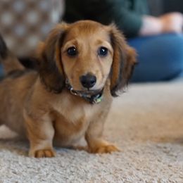 Dachshund All Grown Up from Scarletson Dachshunds