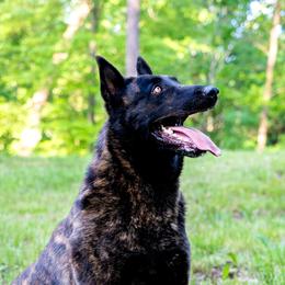 Flint - Dutch Shepherd