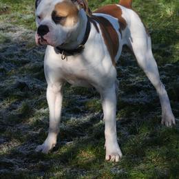 Beefcake - White and tan American Bulldog puppy in Riddle, Oregon from Ferocia Kennels
