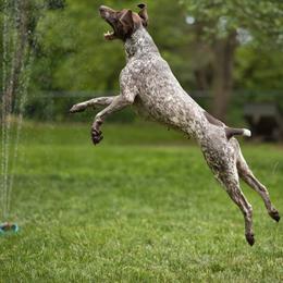 German Shorthaired Pointer All Grown Up from Windward German Shorthaired Pointers