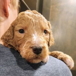 Partridge - Red male Bernedoodle puppy in Pollock Pines, California from Ten Acre Wood Doodles
