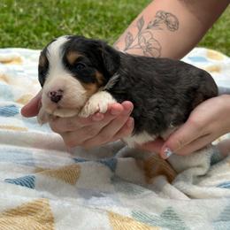 Baylor - Blue merle male Bernedoodle puppy in Moulton, Iowa from Shondel Puppy Paws