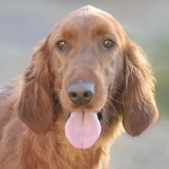 Irish Doodles and Labradoodles from Bipsi's Doodles