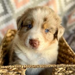 Foxglove - Red merle male Australian Shepherd puppy in Clover, South Carolina from Jo’s Aussies