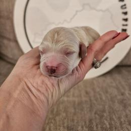 Aspen - Apricot male Cavapoo puppy in London, Kentucky from Blue Meadow Puppies