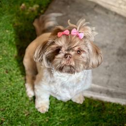 Paisley - Shih Tzu