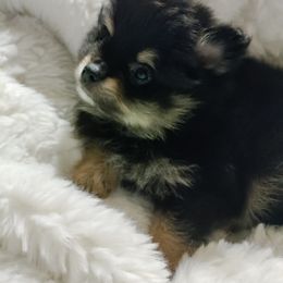 Pomeranian Puppies from Cutie Poms