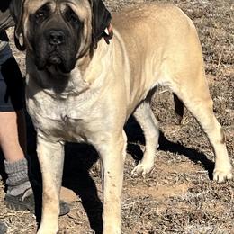Huxley - Mastiff