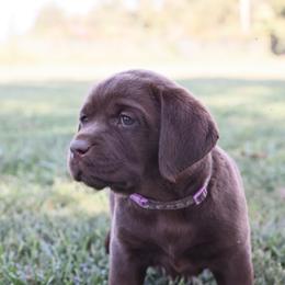Dilute Retriever, Golden Retriever, and Labrador Retriever Puppies from Grimm Girls Farm