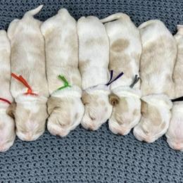 Basset Hound Puppies from Blessed Bassets