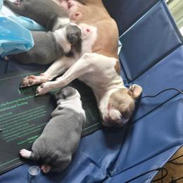Boston Terrier puppies from Aronow Pups