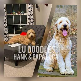 Goldendoodle Puppies from Lu Doodles