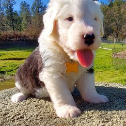 Old English Sheepdog Puppies from Sapphire Eyes Sheepdogs