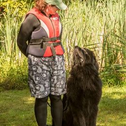 Newfoundlands from Black Dog Newfoundlands