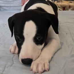 Whippet Puppies from Affinity Whippets