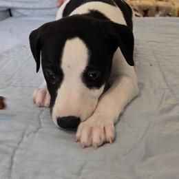Whippet Puppies from Affinity Whippets