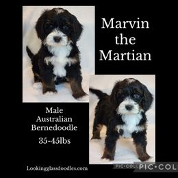 Marvin the Martian - Tri-color male Bernedoodle puppy in Roseburg, Oregon from Lookingglass Doodles