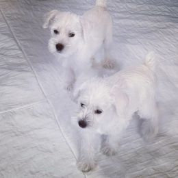 Miniature Schnauzer Puppies from Miniature Schnauzer Paradise llc