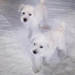 Miniature Schnauzer Puppies from Miniature Schnauzer Paradise llc