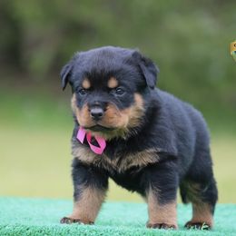 Grammy - Black and mahogany Rottweiler puppy in Uniontown, Alabama from CedarBluff Rottweilers