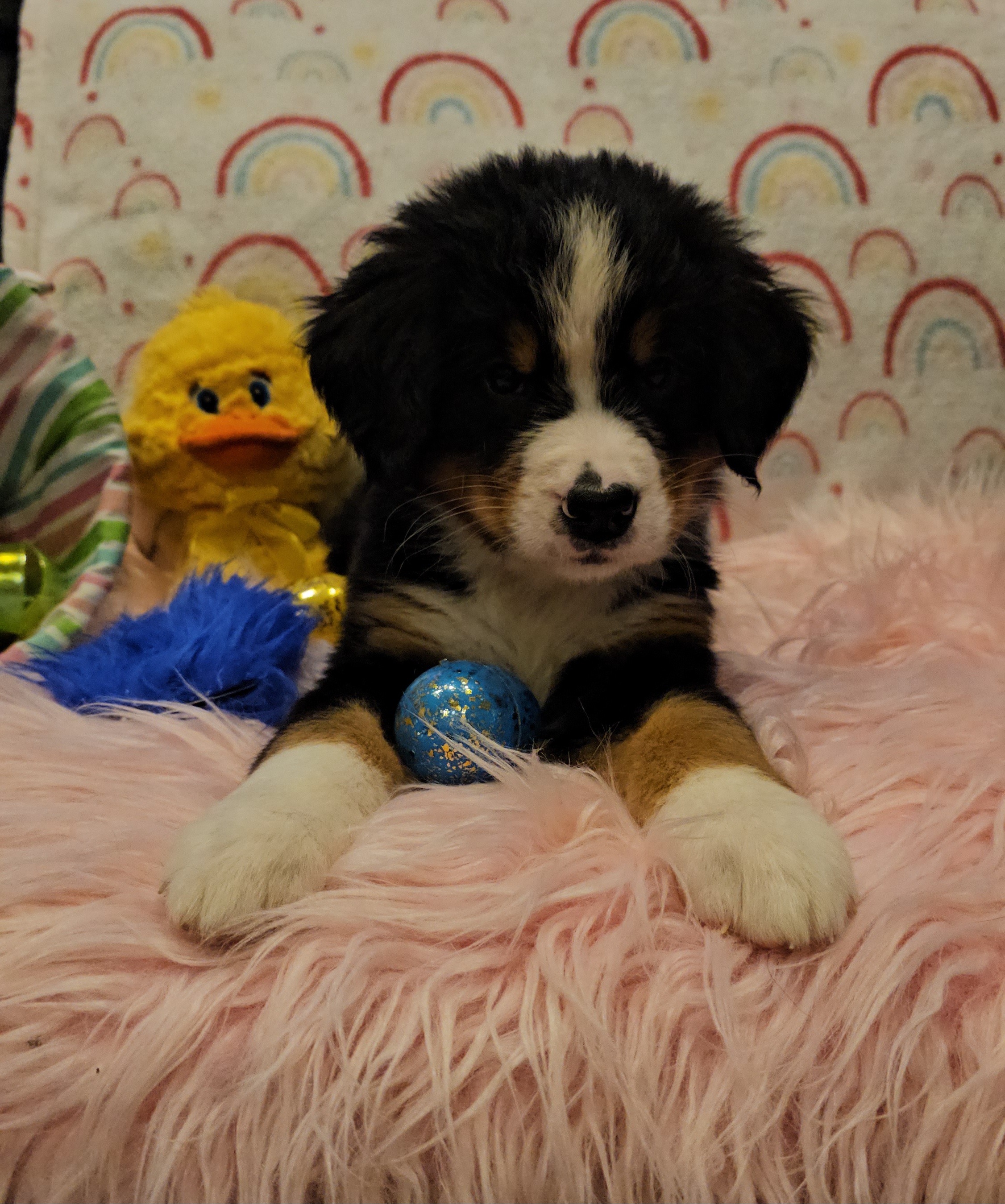 Blue boy - Black rust and white Bernese Mountain Dog puppy in Lecanto, Florida from DBDR Berners and Saints