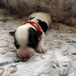 Biewer Terrier Puppies from Moonshadow Biewer Terriers