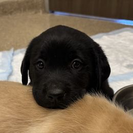 Jane - Black female Labrador Retriever puppy in Mesa, Arizona from Merakxel Kennels
