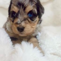 Zeus - Blue merle male Aussiedoodle puppy in Norco, California from DLT MiniAussie