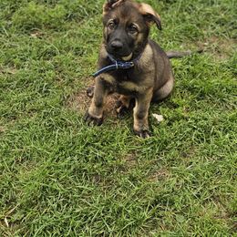 German Shepherd Puppies from Von Thomson Haus