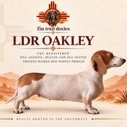 Oakley - Dachshund