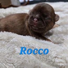 Rocco - Chocolate and tan male Shih Tzu puppy in Corona, California from Ju Shih Tzu