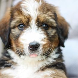 Meadow - Sable female Bernedoodle puppy in Delta, Pennsylvania from KEE Bernedoodles
