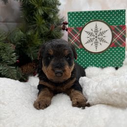 Welsh Terrier puppies from Anne's Pups