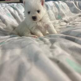 Spike - White male Pomeranian puppy in Rhode Island from Heartfelt Kennels