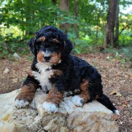 Iggy - Tri-color male Bernedoodle puppy in Narvon, Pennsylvania from Beartown Doodles