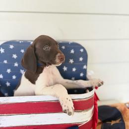 Reef - White and liver male German Shorthaired Pointer puppy in Macclenny, Florida from Dillon's GSPs
