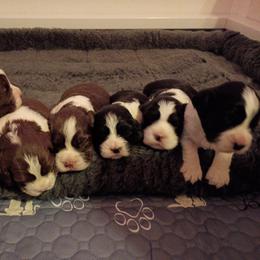 Girl 2 - Liver and white female English Springer Spaniel puppy in Thompson, Connecticut from Chivalry English Springer Spaniels