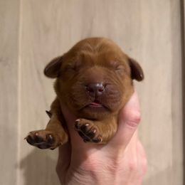 Mike - Dark golden male Golden Retriever puppy in Henagar, Alabama from Shupe’s Sweet Southern Goldens