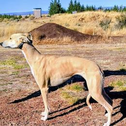 POEM - Whippet