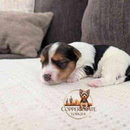 Rocky - Parti male Yorkshire Terrier puppy in Goodyear, Arizona from Copper State Yorkies