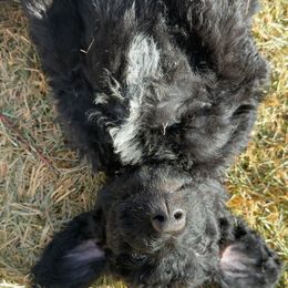 Goldendoodle Puppies from AZ Stickerdoodles