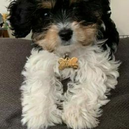 Cavapoo and Goldendoodle Puppies from Hearts Full of Puppies