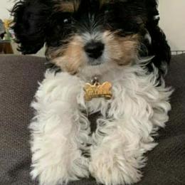 Cavapoo and Goldendoodle Puppies from Hearts Full of Puppies