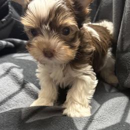Rafiki AKC - Chocolate, tan and white male Yorkshire Terrier puppy in Labelle, Florida from Chocolate and Parti Yorkies in Florida