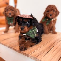 Dragon - Black and tan male Cavapoo puppy in Idaho Falls, Idaho from Freckle Paw Family