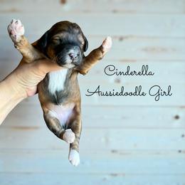 Cinderella - Sable female Aussiedoodle puppy in Grove, Oklahoma from Guinn Family Farms
